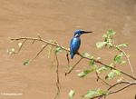 Blue-eared Kingfisher (Sulawesi (Celebes))