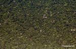 Aerial picture of small river running under the forest canopy  in the Amazon