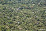Aerial view of flowering canopy trees