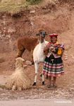 Woman with llama; sheep; alpaca