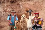 Family with llama; sheep; alpaca