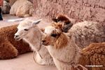 Llama and alpaca