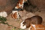Guinea pigs; a food source in the Andes