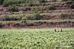 Andean farmers working maize field