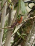 Boissonneaua matthewsii hummingbird perched in tree