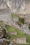 White llama among ruins at Machu Picchu