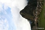 Llama at Machu Picchu [machu_picchu-Machu_1018_1045]