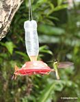 Hummingbirds on bird feeder