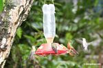 Hummingbirds on bird feeder [machu_picchu-Machu_1019_1139]