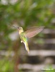 Heliangelus amethysticollis hummingbird