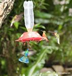 Assorted hummingbirds around bird feeder.