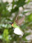Coeligena (inca) torquata hummingbird in flight