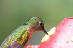 Boissonneaua matthewsii hummingbird feeding