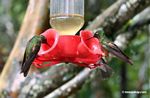 Coeligena (inca) torquata hummingbirds at bird feeder