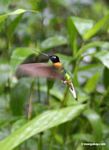 Coeligena (inca) torquata hummingbird