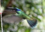 Colibri coruscans hummingbird.