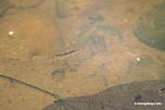 Festium cichlid fish species in blackwater creek; its natural habitat