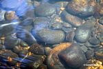 Rocky substrate of a blackwater creek; a biotope in the Peruvian Amazon [manu-Manu_1022_1727]