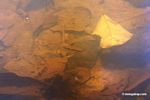Festium cichlid fish species in blackwater creek; its natural habitat