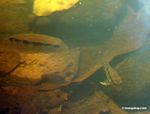 Festium cichlid fish species in blackwater creek; its natural habitat [manu-Manu_1022_1732]