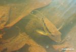 Festium cichlid fish species in blackwater creek; its natural habitat [manu-Manu_1022_1733]