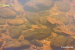 Unknown characin fish species in blackwater creek