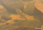 Unknown characin fish species in blackwater creek [manu-Manu_1022_1734a]