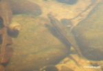 Pike cichlid fish species in blackwater creek; its natural habitat