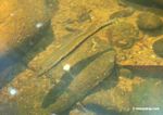 Pike cichlid fish species in blackwater creek; its natural habitat [manu-Manu_1022_1737]