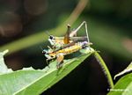 Multi-colored grasshoppers mating