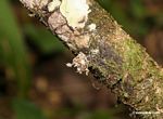 Well camouflaged insect; resembling lichen
