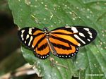 Lycorea halia butterfly