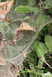 Nest of colony spiders (family: Araneidae)