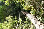 Log bridge in the rain forest
