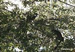 Saddleback tamarin (Saguinus fuscicollis)