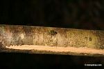 Green, brown, and black Stink Bug, family Pentatomidae