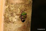 Green, brown, and black Pentatomidae Stink Bug 