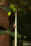 Light brown grasshopper on plant shoot