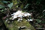 White fungi on decaying log