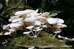 White fungi on decomposing log