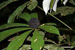 Monkey comb (Pithecoctenium crucigerum) seed pod