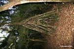 Stilt roots of walking palm tree
