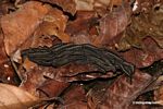 Mass of caterpillars on leaf litter of forest floor