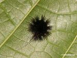 Round black fury caterpillar