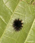 Round black fury caterpillar [manu-Manu_1022_1877a]