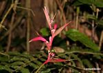 Pink heliconia