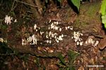 White mushrooms on decaying log
