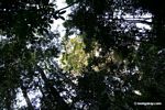 Rainforest canopy from below