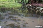 Foxtail aquatic plant and water lilies growing in natural habitat [manu-Manu_1022_2018]