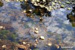Foxtail aquatic plant and water lilies growing in natural habitat [manu-Manu_1022_2063]